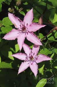 clematis-hagley-hybrid-judy-whitton