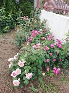 2019-24.05