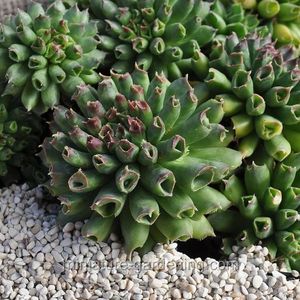 sempervivum-miniature-gardening-sempervivum-tectorum-oddity-439