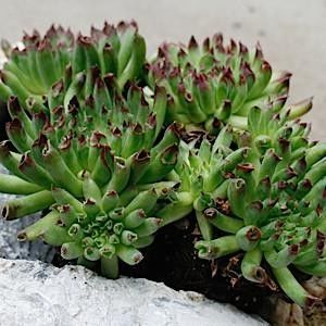 Sempervivum_Oddity_380x@2x