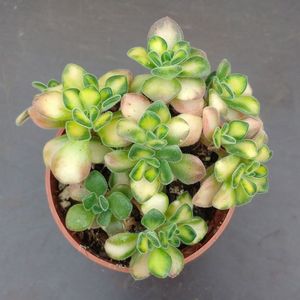 aeonium-lindleyi-variegata