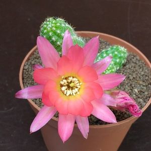 chamaecereus-silvestrii-hybrid-el-gigante