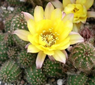chamaecereus-silvestrii-hybr-gelbe-bluete