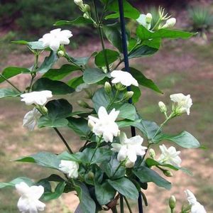 Jasminum-sambac-Mogra-Arabian-Jasmine-Plant-2-600x600