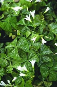 Oxalis-triangularis-Irish-Mist-.i-5349.s-22982.r-1_1024x1024