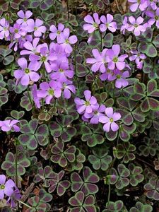 Oxalis-violacea-Purple-Butterfly.i-3470.s-65418.r-1_1024x1024