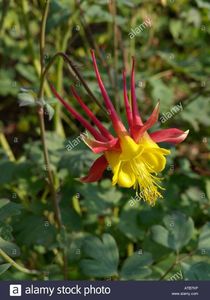 aquilegia-alpina-aquilegia-skinneri-atb7kp