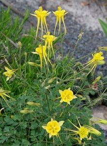 Aquilegia-chrysantha-Denver-Gold.i-12387.s-64662.r-1_0b228338-ee7f-4960-b38f-9327c4277221_1024x1024