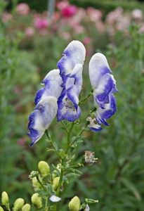 Aconitum_x_cammarum_Bicolour_2_nbrcg_wi_1024x1024