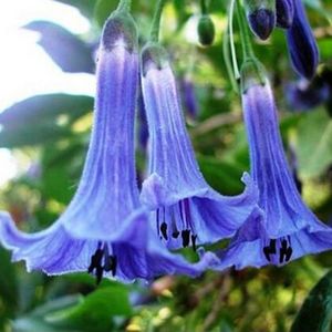 Mix-kolorów-datura-nasiona-kwiatów-karzeł-brugmansia-suaveolens-flamenco-anioła-trąbki-bonsai-nasion