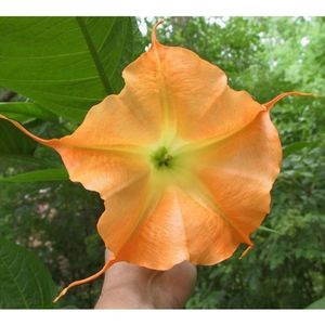brugmansia_ornage_glory