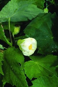 Abutilon-hybridum-White-King.i-5816.s-23866.r-1_grande