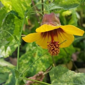Abutilon megapotamicum x 'Paisley'_jpg_480x500_q85