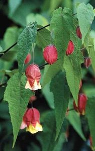 Abutilon-megapotamicum.i-4317.s-20145.r-1_913dd6bd-3c26-45a5-95b1-5d4a0a0ead67_1024x1024