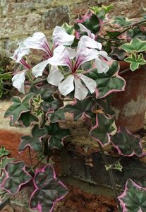 ivy-leaved-pelargonium