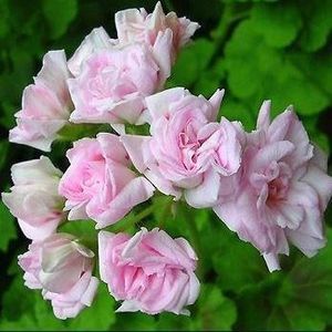 pelargonium-millfield-rose