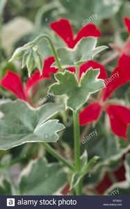 pelargonium-evka-geranium-tige-avec-bourgeons-et-les-feuilles-de-lierre-panache-pelargonium-a-feuill