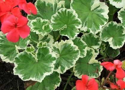 pelargonium-variegated-flower