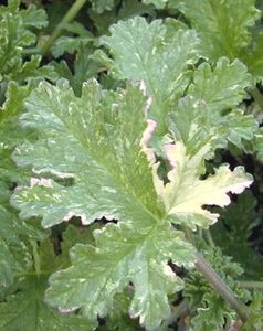 pelpeacockleaves
