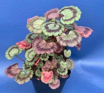 Pelargonium-Species-In-2-Pot-Succulent-Plant