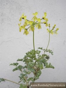 pelargonium_gibbosum_fl_fol