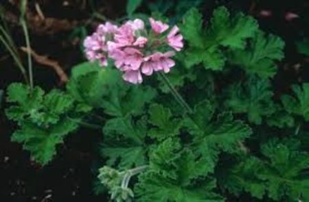 images (6)