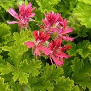 Scented-Geranium-concor-lace-2-e1486429402831