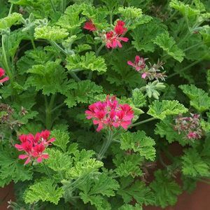 geranium_concolor_lace_plants