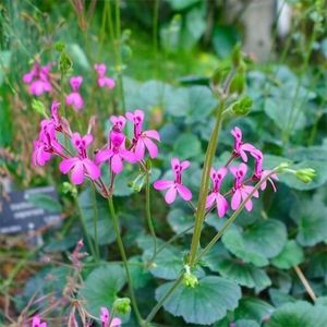 Pelargonium-Reniforme