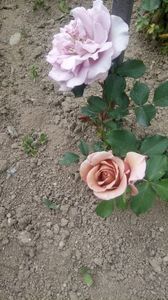 IMG-20190524-WA0006