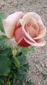 IMG-20190524-WA0009