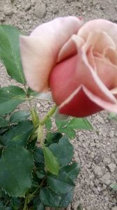 IMG-20190524-WA0008