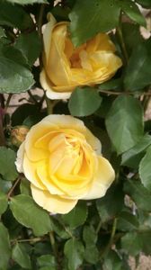 IMG-20190525-WA0001