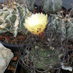 Astrophytum
