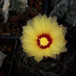 Astrophytum