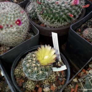 Gymnocalycium Andreae