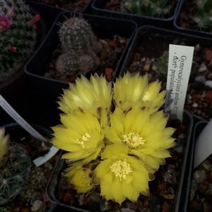 Gymnocalycium Andreae