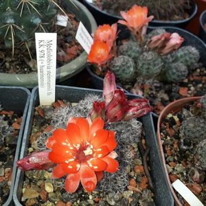 Mediolobivia steinmannii f. Huarinensis