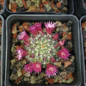 Mammillaria zielmanniana