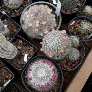 Grup Mammillaria