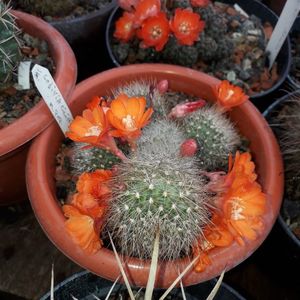 Lobivia cylindrica
