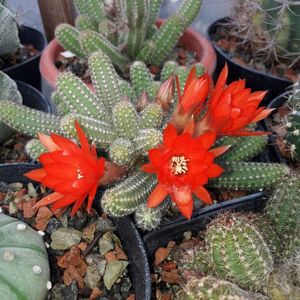 Chamacereus silvestrii
