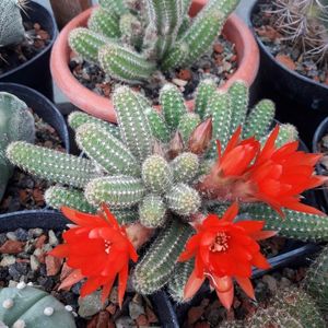 Chamacereus silvestrii