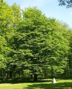 Montaj fototapet Bucuresti, ablo.ro (760)