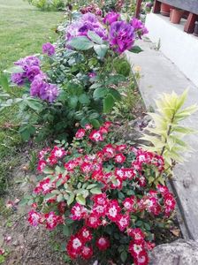 2019-26.05