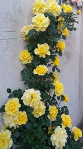 Rimosa