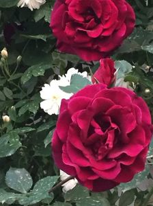 Guinee si snow goose