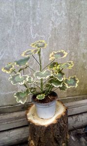 Mr. Pollok; Plantă mare viguroasă
