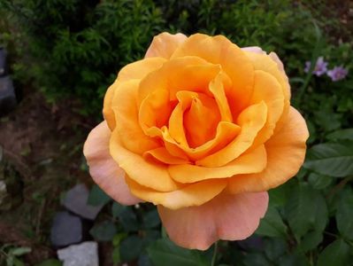 IMG-20190527-WA0049