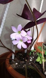 Oxalis mov